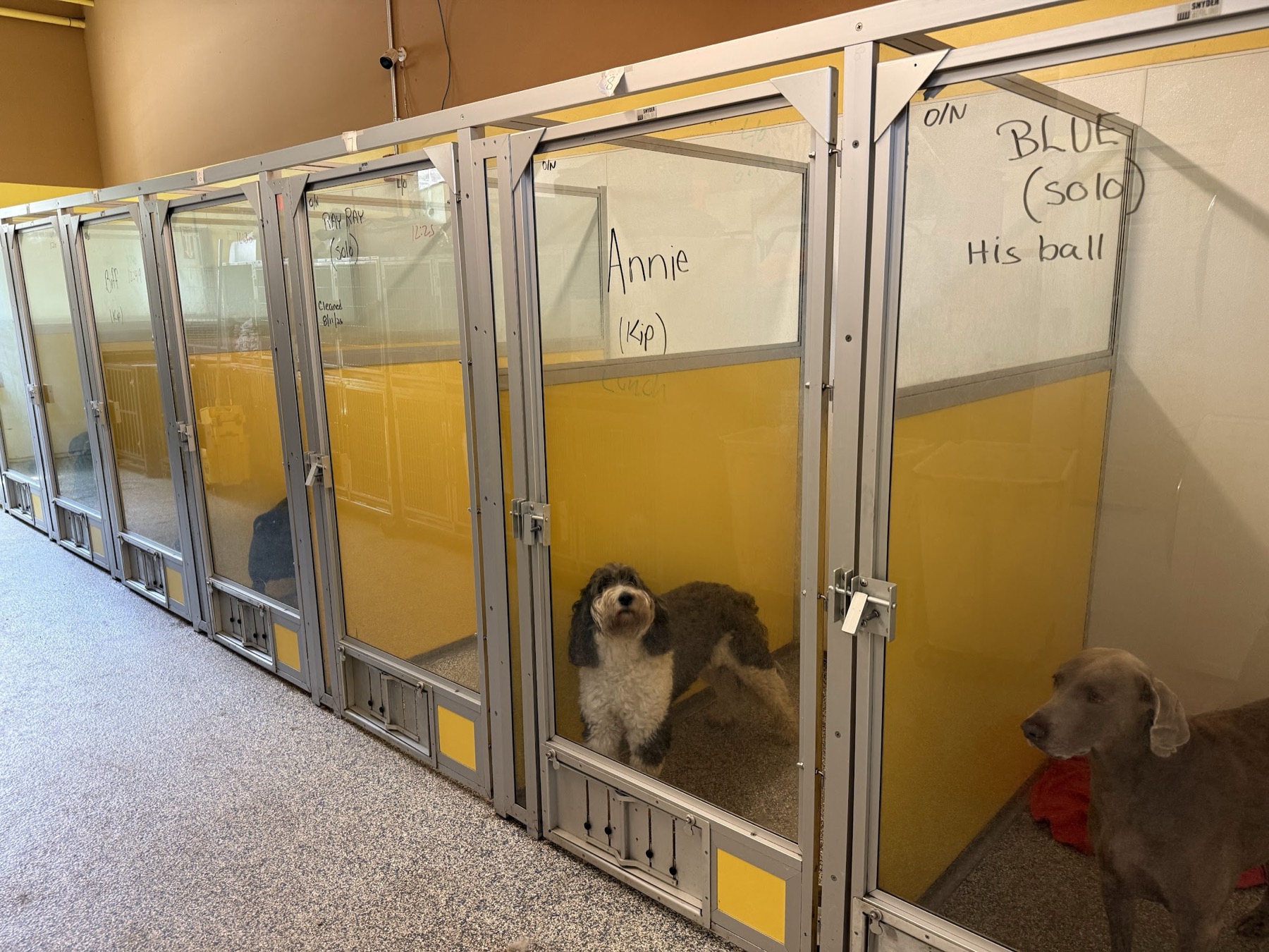 A row of the boarding runs at TopDog, glass fronted with the dogs' names written on them, two dogs settled inside.