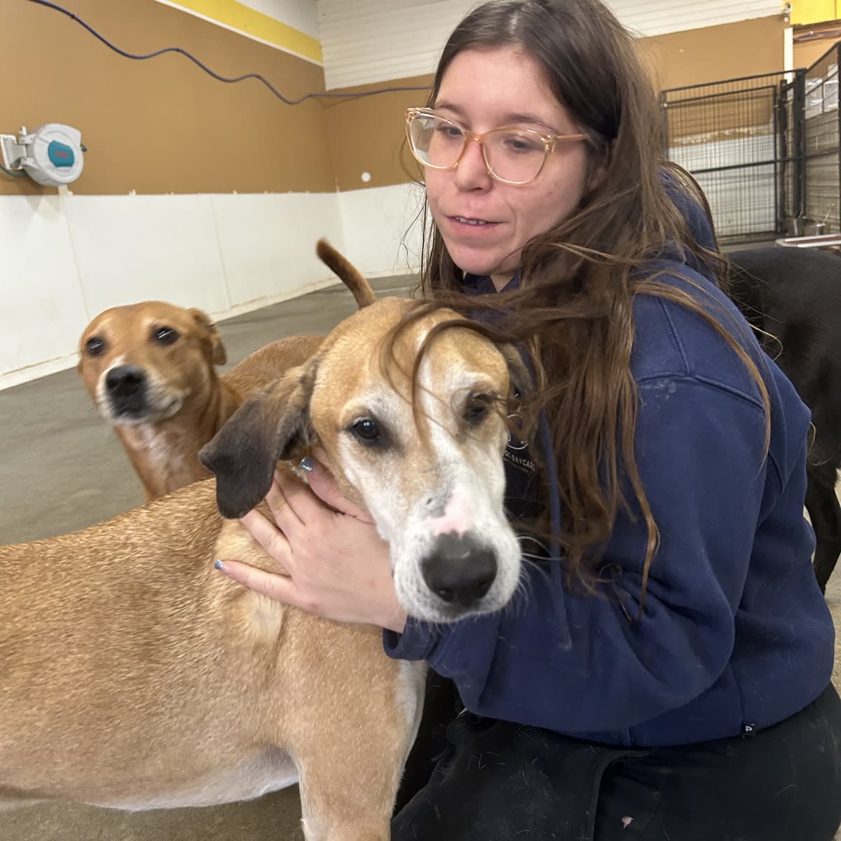 A member of the TopDog team with her arms around two hound dogs in the play room.