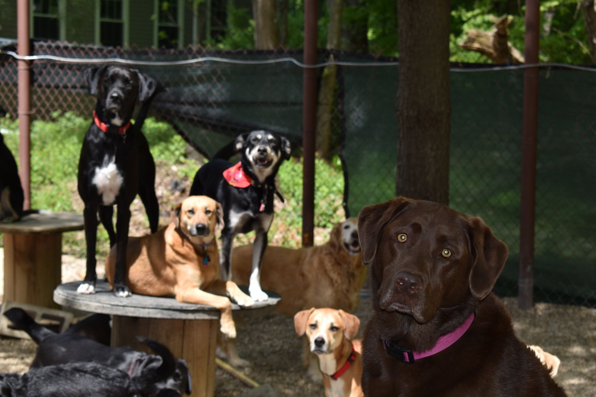 Want to join our team? TopDog Daycare